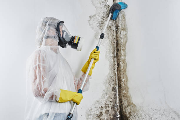 Best Commercial Mold Removal  in Ramseur, NC