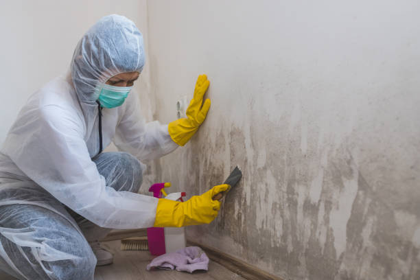 Best Fast Mold Removal  in Ramseur, NC