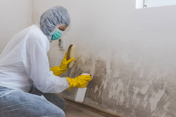 Best Attic Mold Removal  in Ramseur, NC