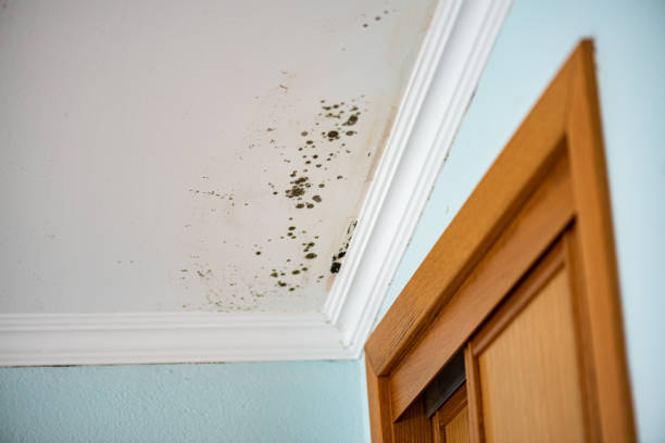 Ramseur, NC Mold Removal Company