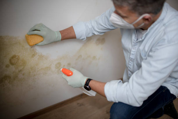 Best Home Mold Removal  in Ramseur, NC