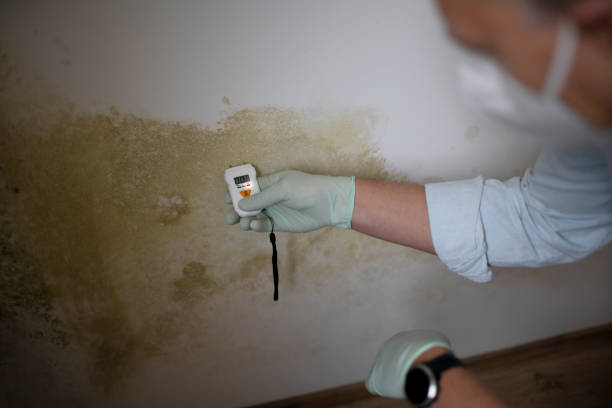 Best Residential Mold Removal  in Ramseur, NC