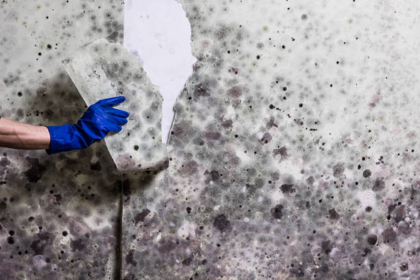 Best Toxic Mold Removal  in Ramseur, NC