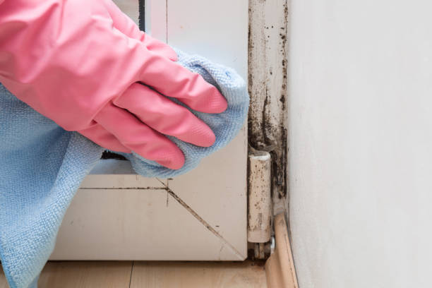 Attic Mold Removal in Ramseur, NC