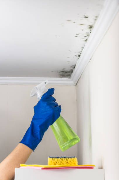 Best Professional Mold Removal  in Ramseur, NC