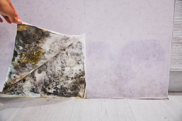 Best Mold Remediation  in Ramseur, NC